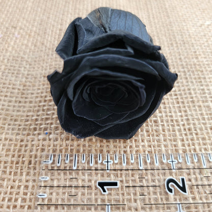 8 Pcs Preserved Black Roses: Rose Kanon Medium, Wedding Floral Decor