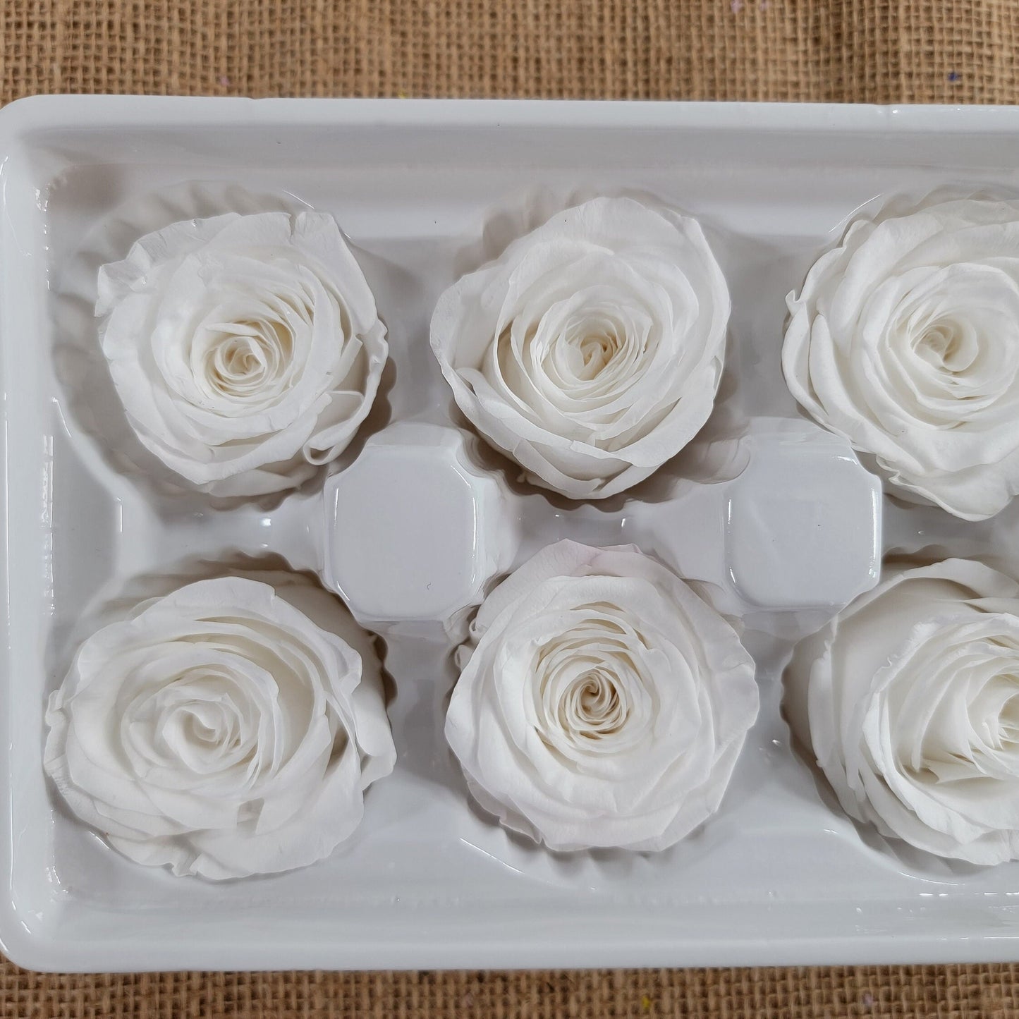 8 White Preserved Roses: Medium Kanon Wedding Flowers