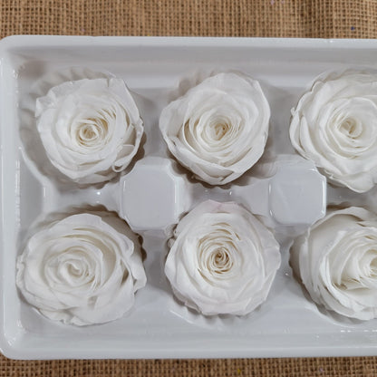 8 White Preserved Roses: Medium Kanon Wedding Flowers