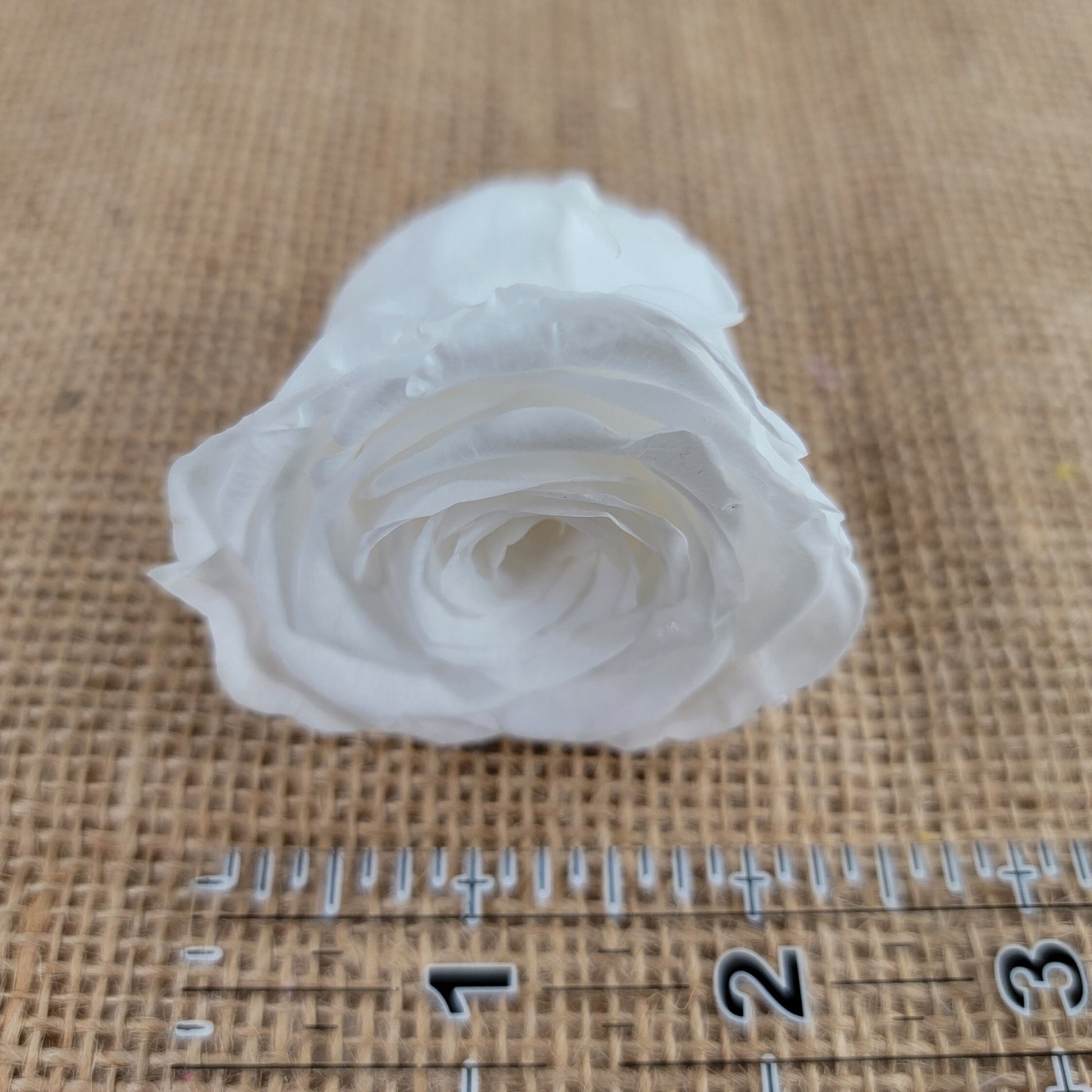 8 White Preserved Roses: Medium Kanon Wedding Flowers