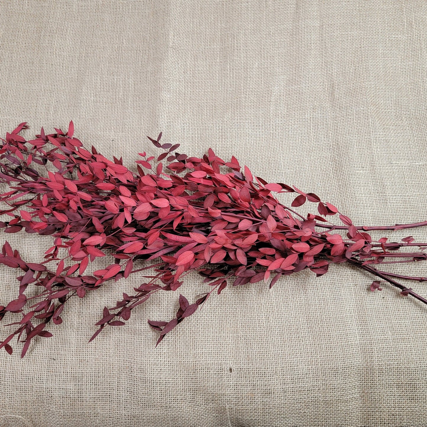 Red Preserved Eucalyptus: Small Leaf Parvifolia, Dried