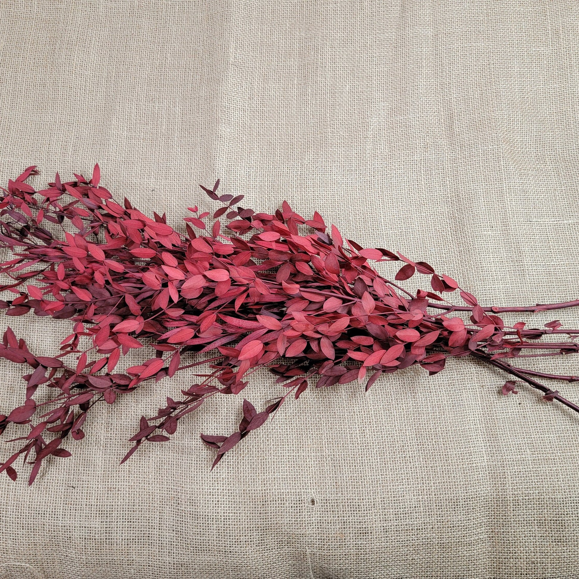 Red Preserved Eucalyptus: Small Leaf Parvifolia, Dried