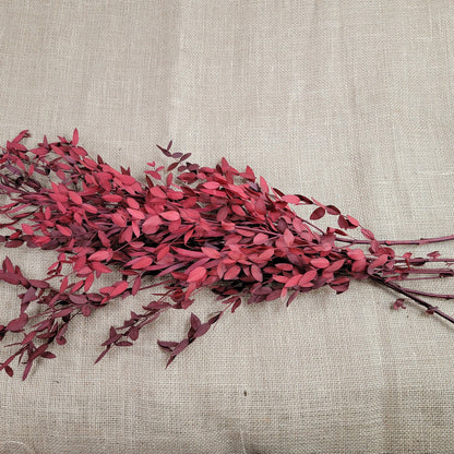 Red Preserved Eucalyptus: Small Leaf Parvifolia, Dried