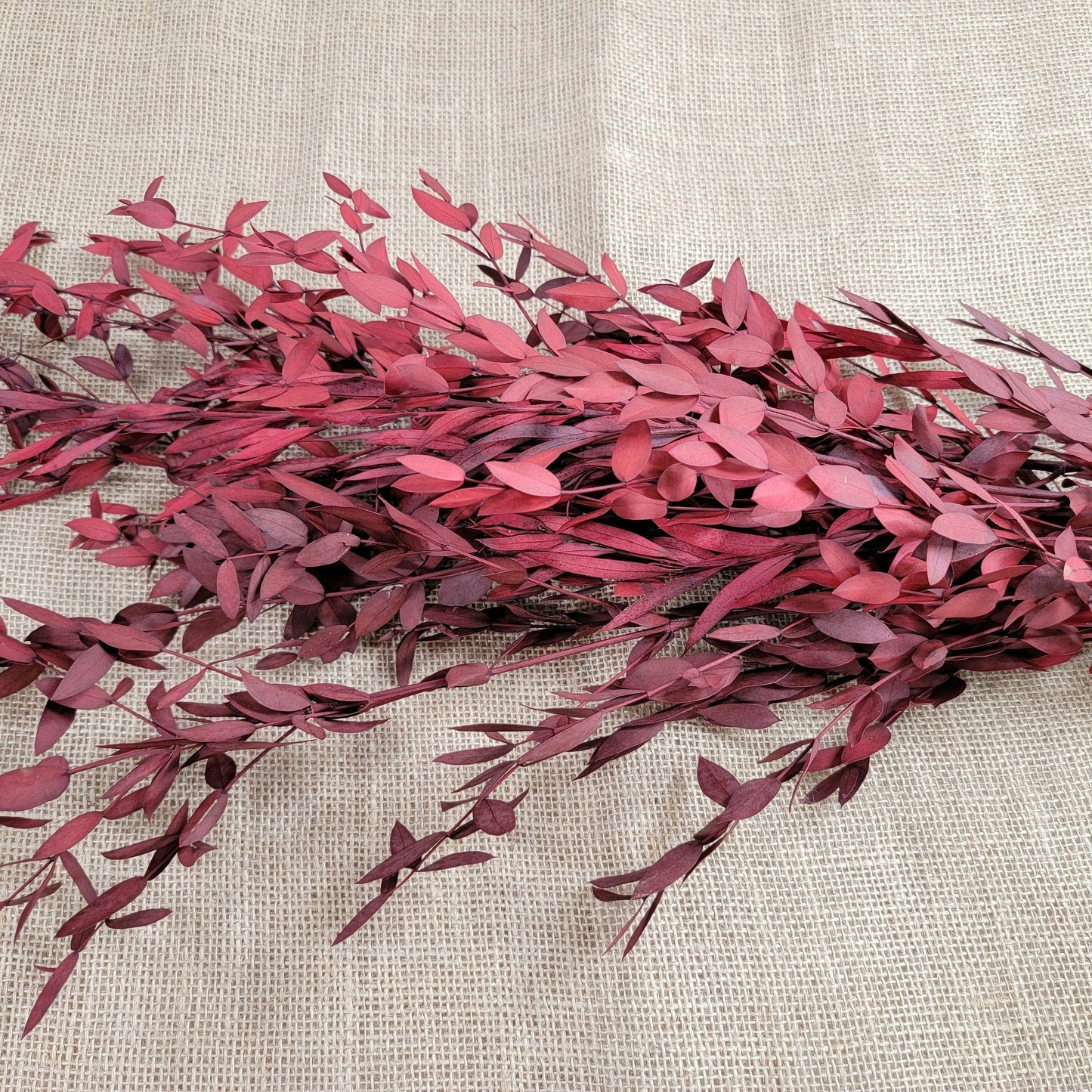Red Preserved Eucalyptus: Small Leaf Parvifolia, Dried