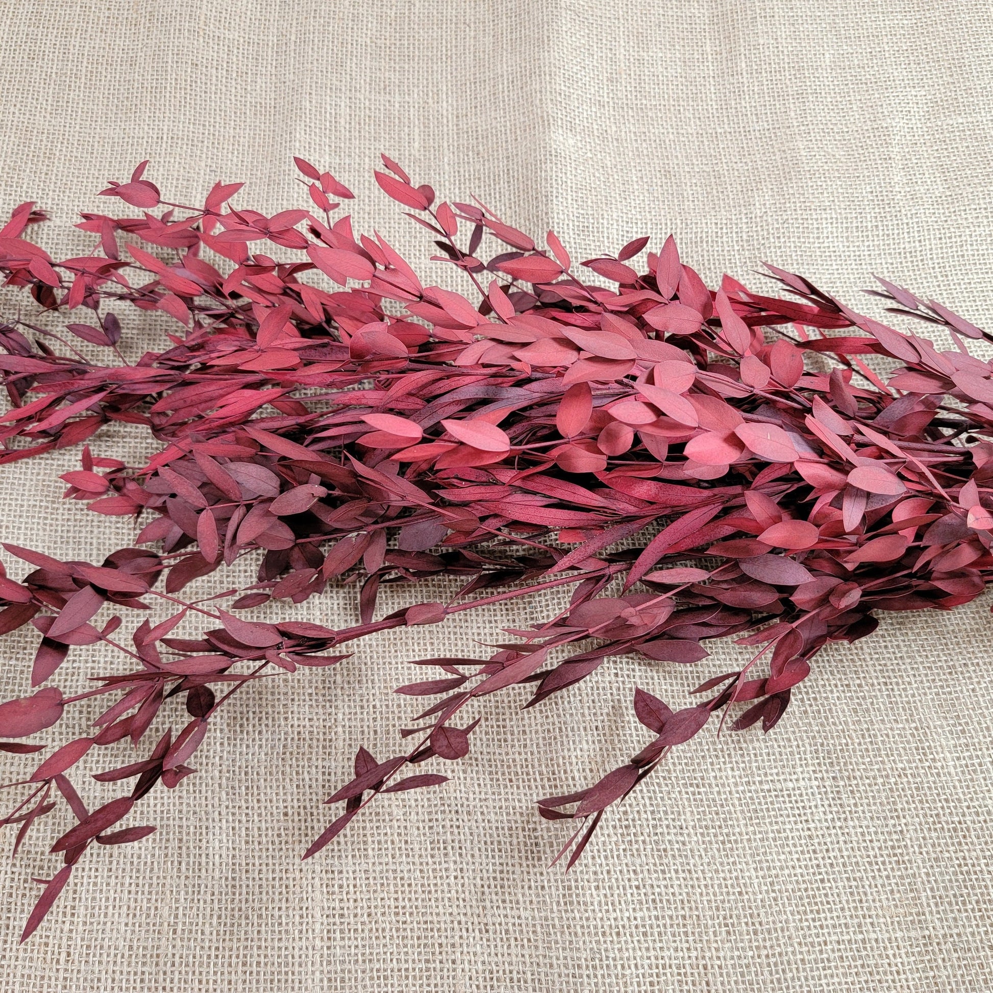 Red Preserved Eucalyptus: Small Leaf Parvifolia, Dried