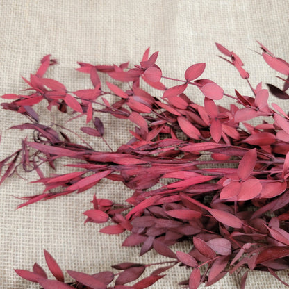 Red Preserved Eucalyptus: Small Leaf Parvifolia, Dried