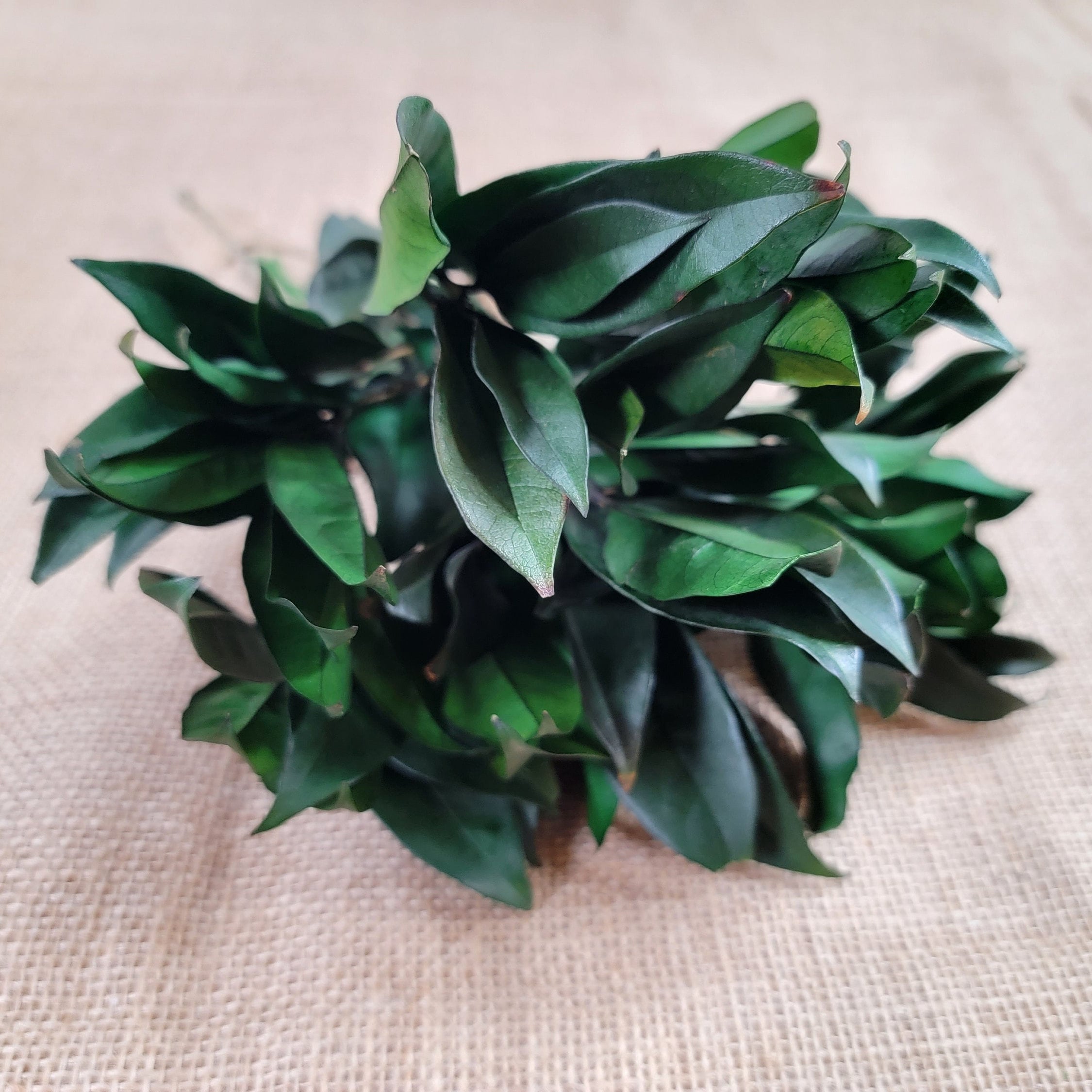 Preserved Osmanthus branches for Home flower arrangement and Garland decoration