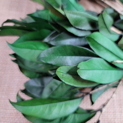 Preserved Osmanthus branches for Home flower arrangement and Garland decoration