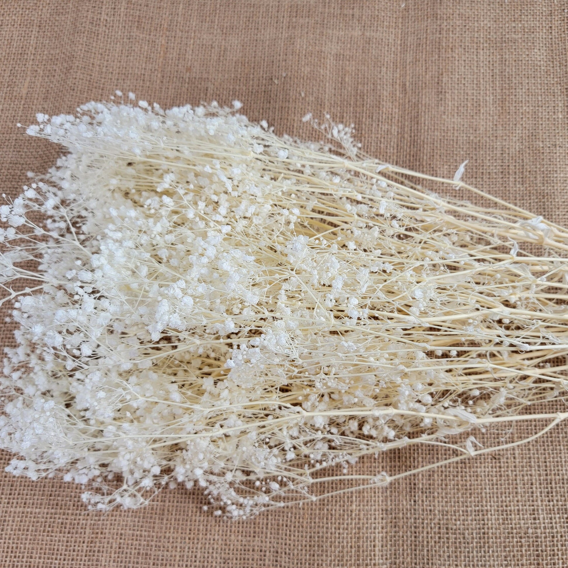Preserved Baby's Breath: Natural Dried Gypsophilia, Blush Wedding Decor