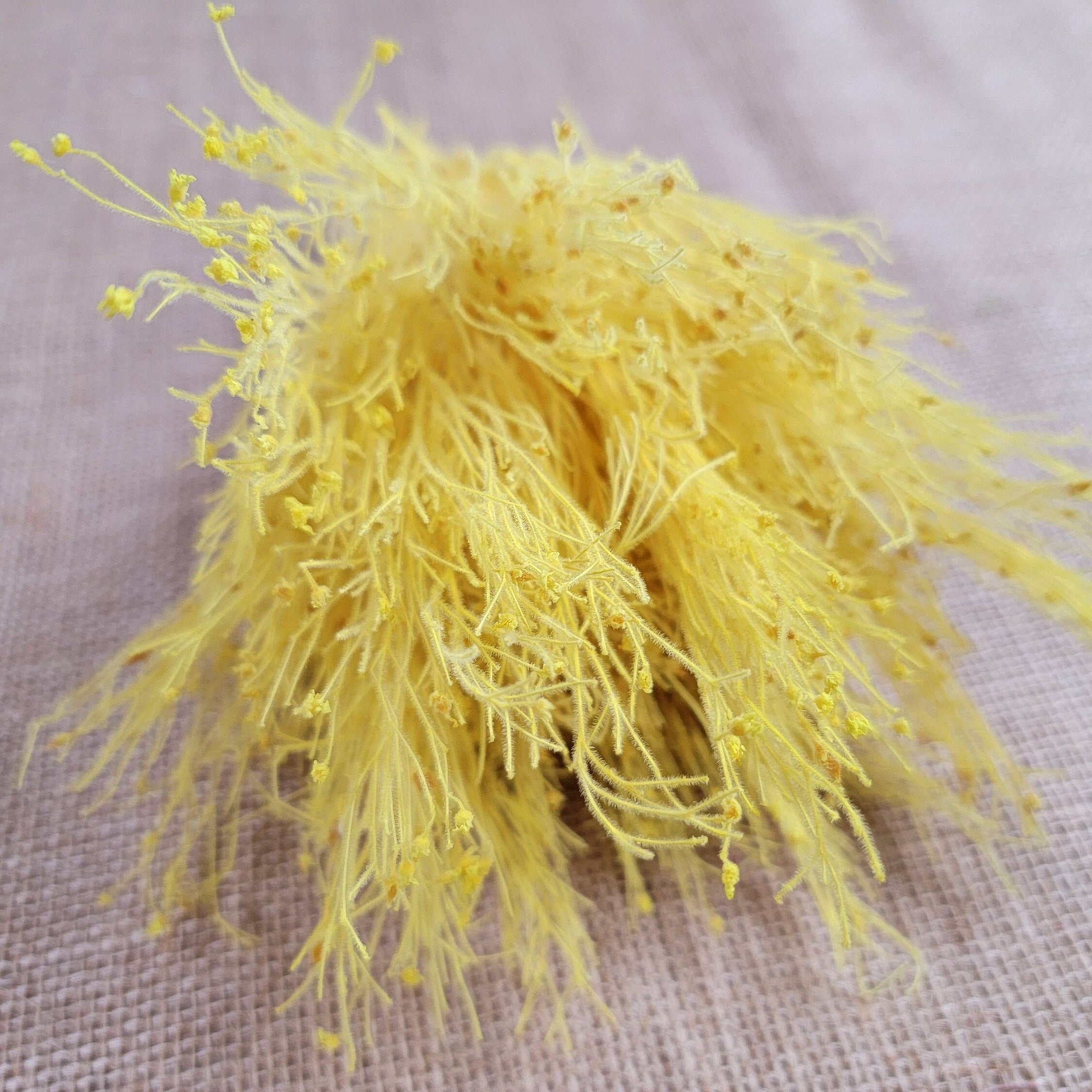 Preserved Dream Grass Columbine: Natural Dried Flower Arrangement