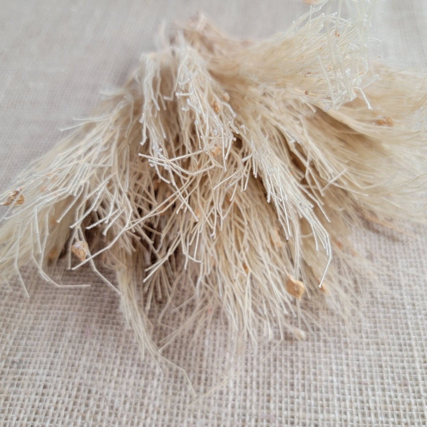Preserved Dream Grass Columbine: Natural Dried Flower Arrangement