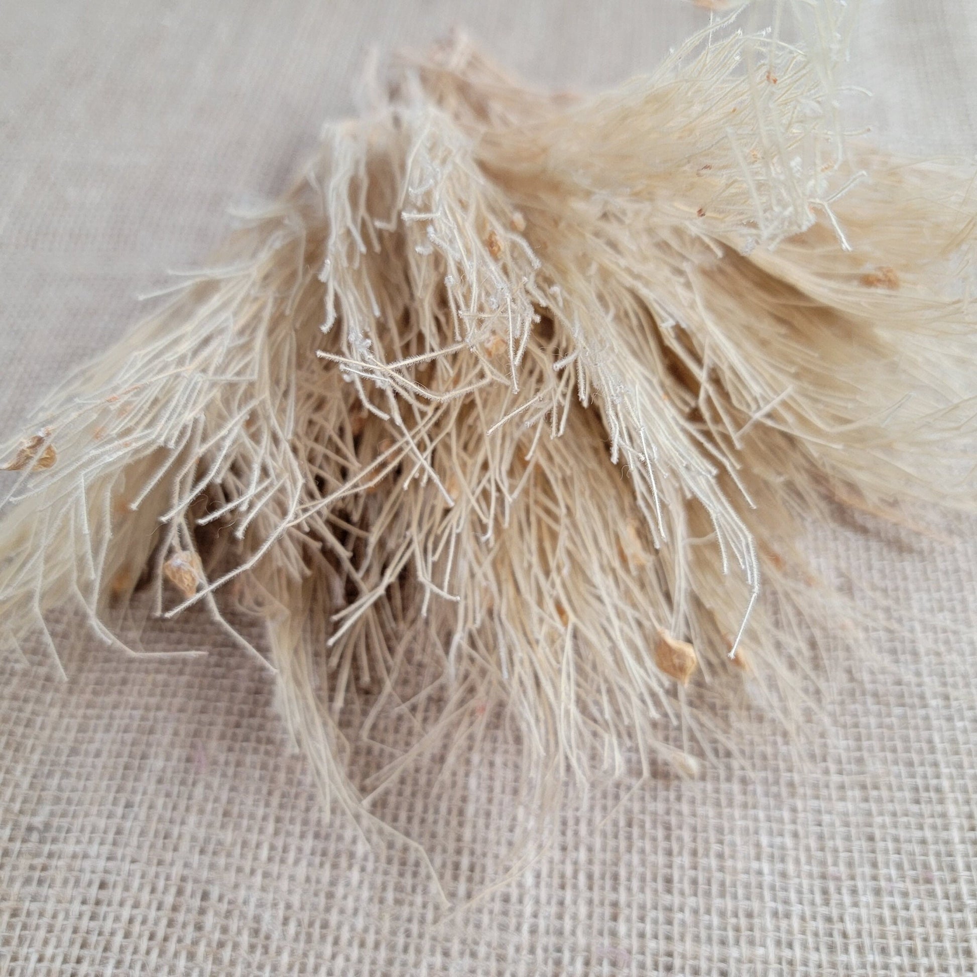 Preserved Dream Grass Columbine: Natural Dried Flower Arrangement