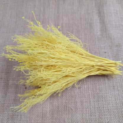 Preserved Dream Grass Columbine: Natural Dried Flower Arrangement