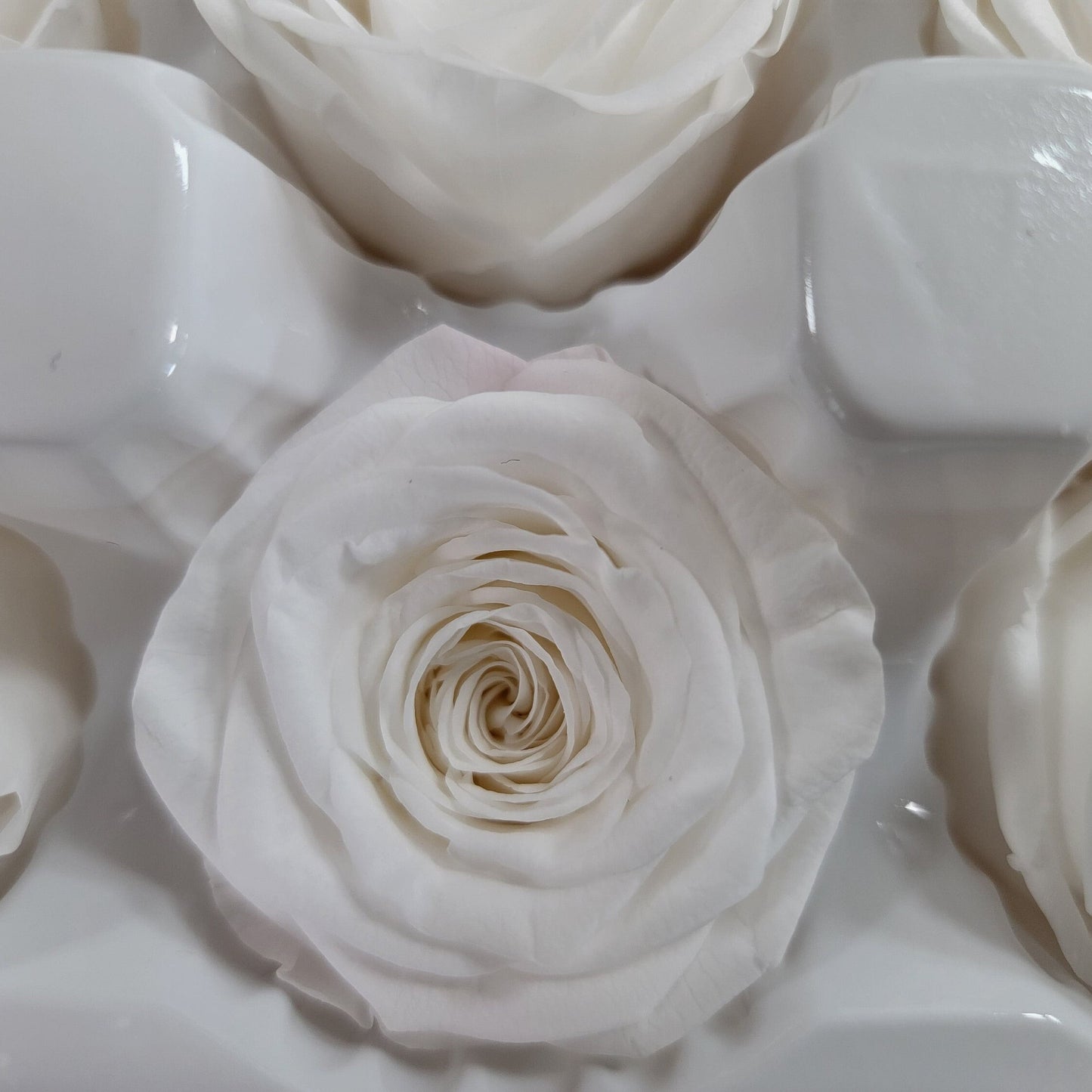 8 White Preserved Roses: Medium Kanon Wedding Flowers