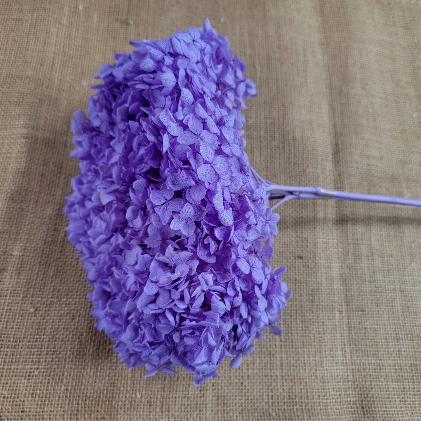 Violet Preserved Hydrangea: Real Dried Wedding Flowers