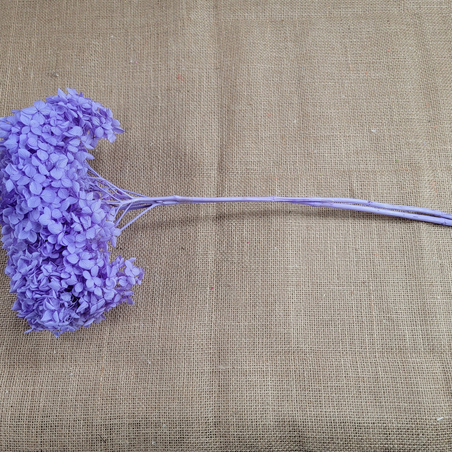 Violet Preserved Hydrangea: Real Dried Wedding Flowers