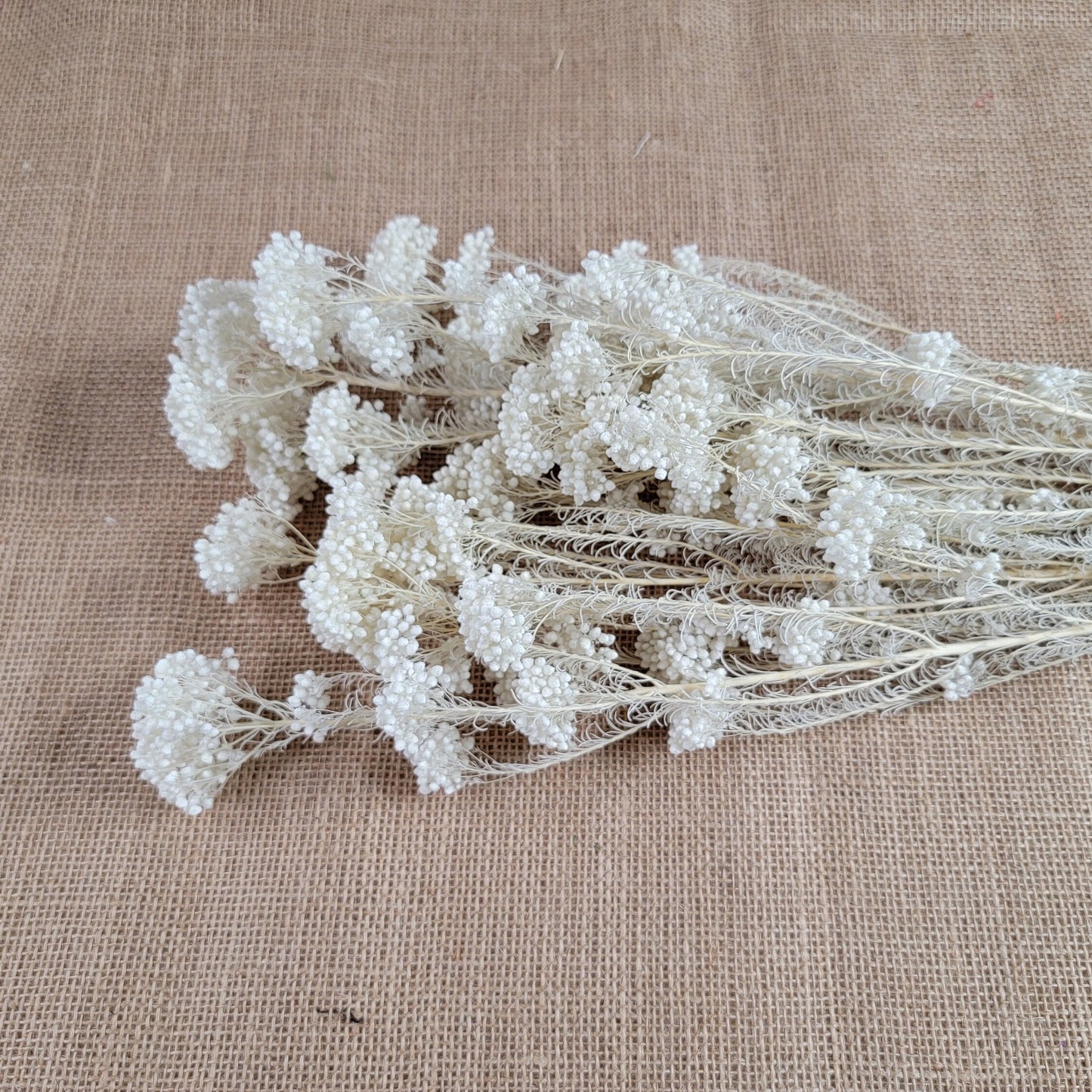 White Preserved rice flower, flowers for bouquets, wedding flowers, filler, dried flowers arrangements, Wedding decor, 19"-20"tall,