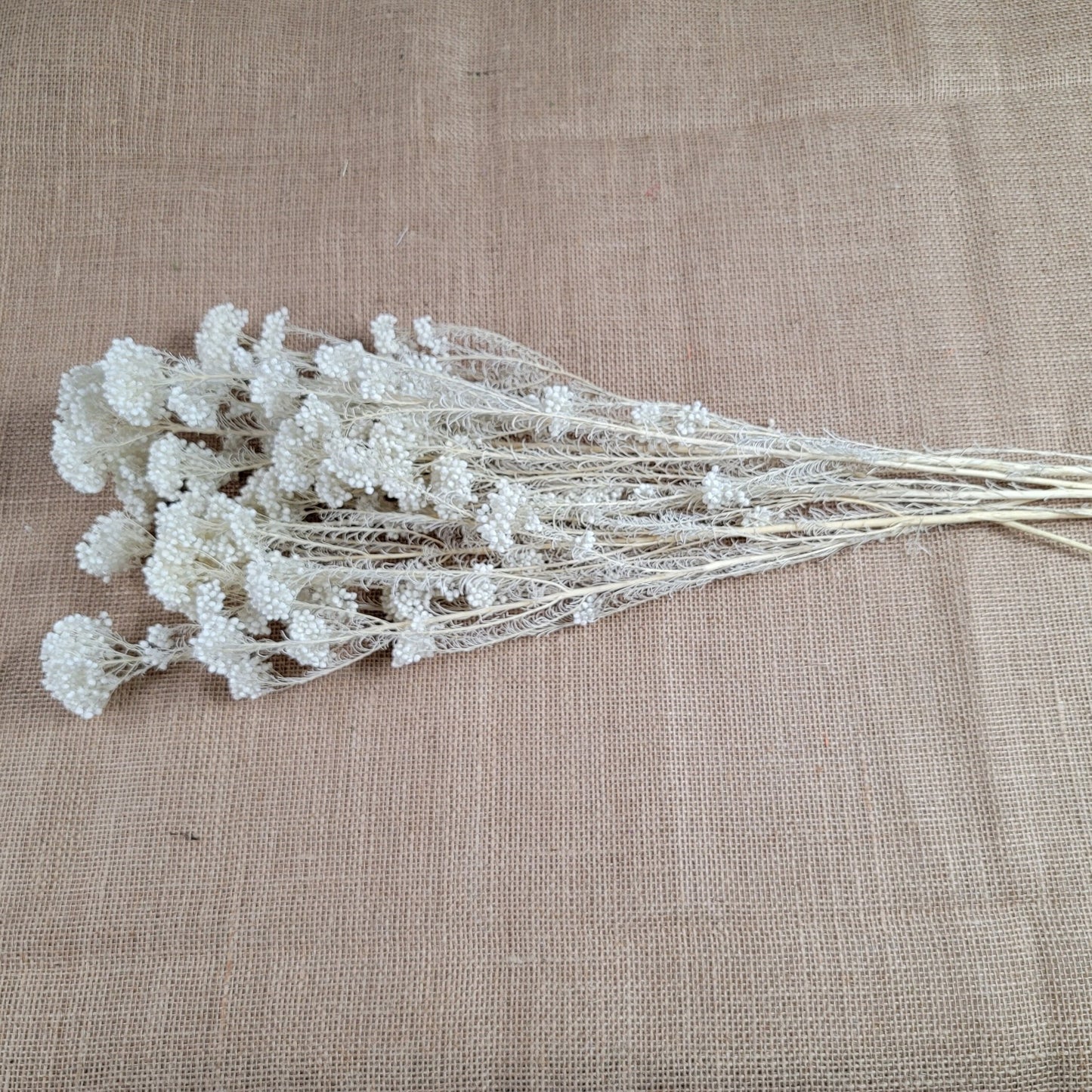 White Preserved rice flower, flowers for bouquets, wedding flowers, filler, dried flowers arrangements, Wedding decor, 19"-20"tall,