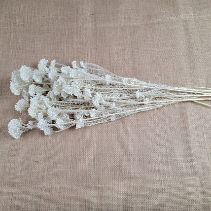White Preserved rice flower, flowers for bouquets, wedding flowers, filler, dried flowers arrangements, Wedding decor, 19"-20"tall,
