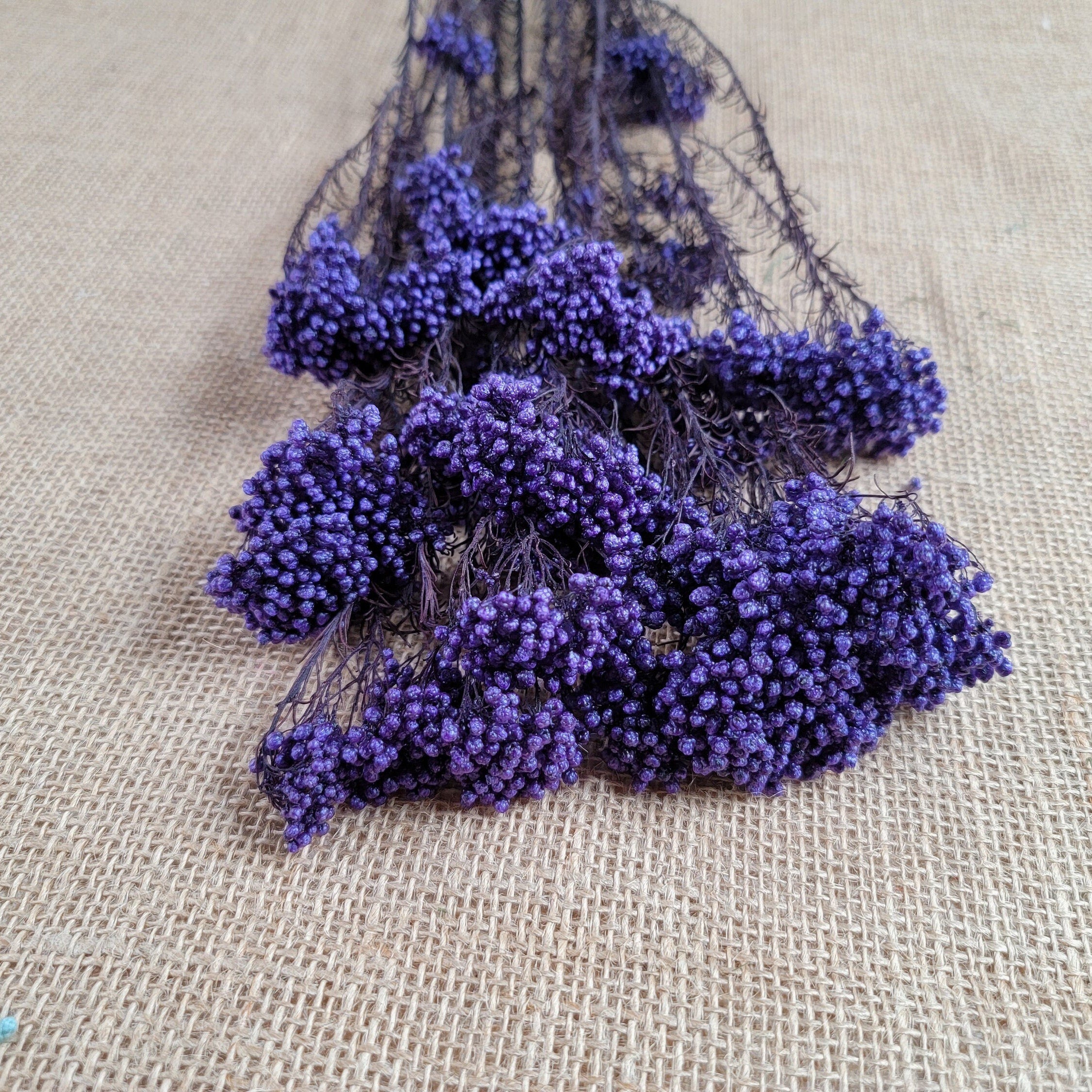 Purple Preserved Rice Flower: Dried Floral Arrangement Filler