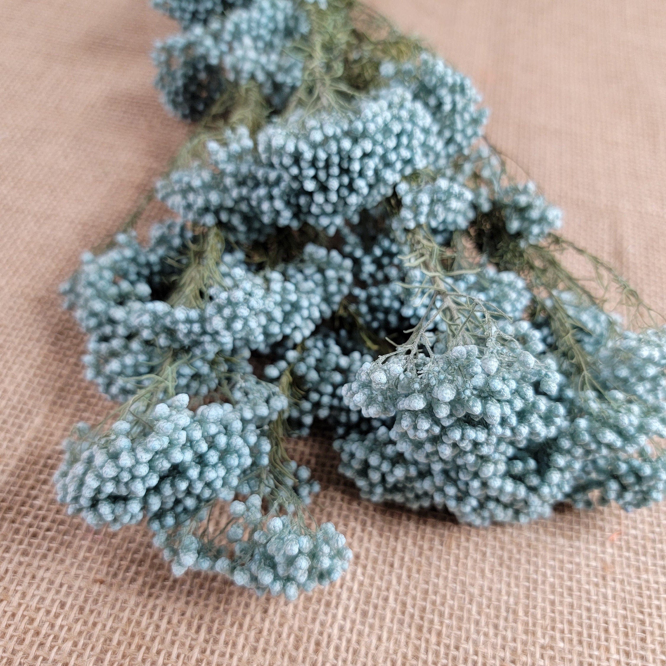 Light Blue Preserved Rice Flower, Wedding Bouquet Filler (19-20" Tall)