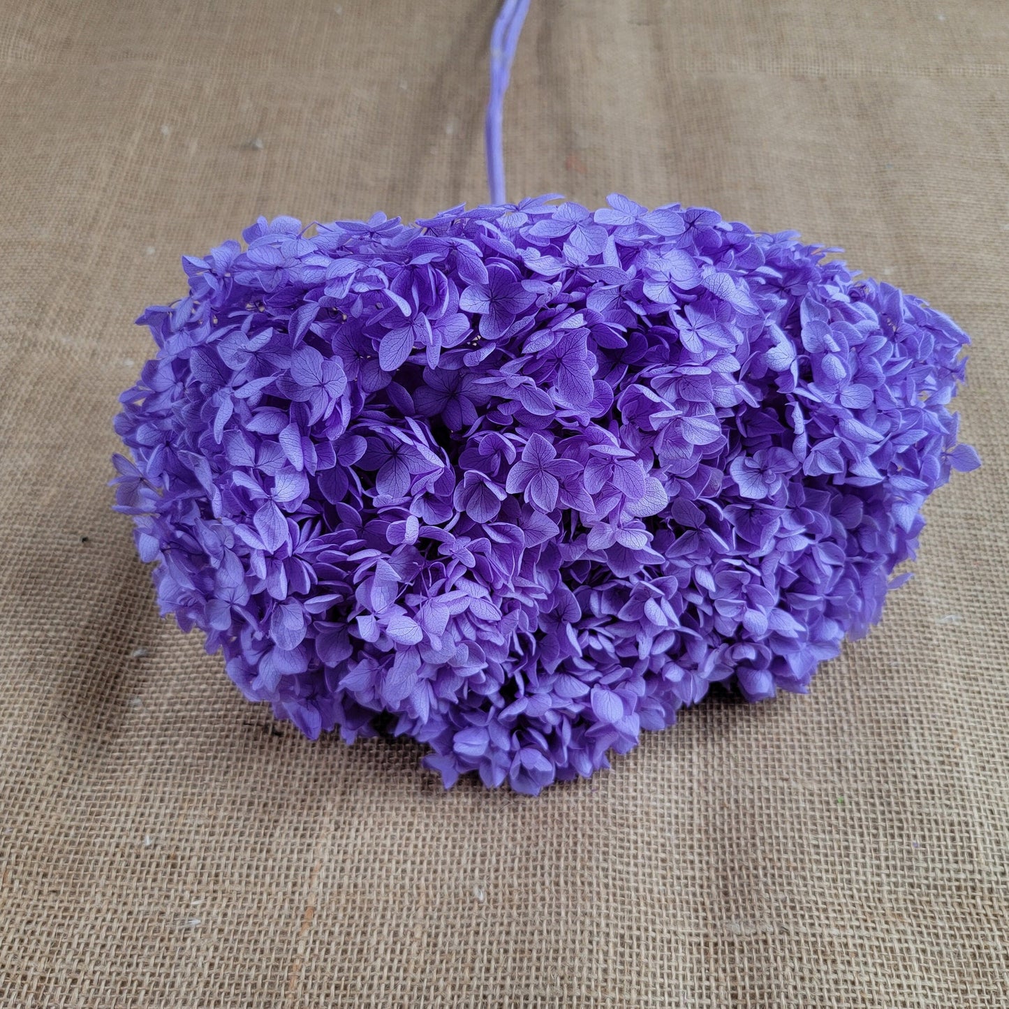 Violet Preserved Hydrangea: Real Dried Wedding Flowers