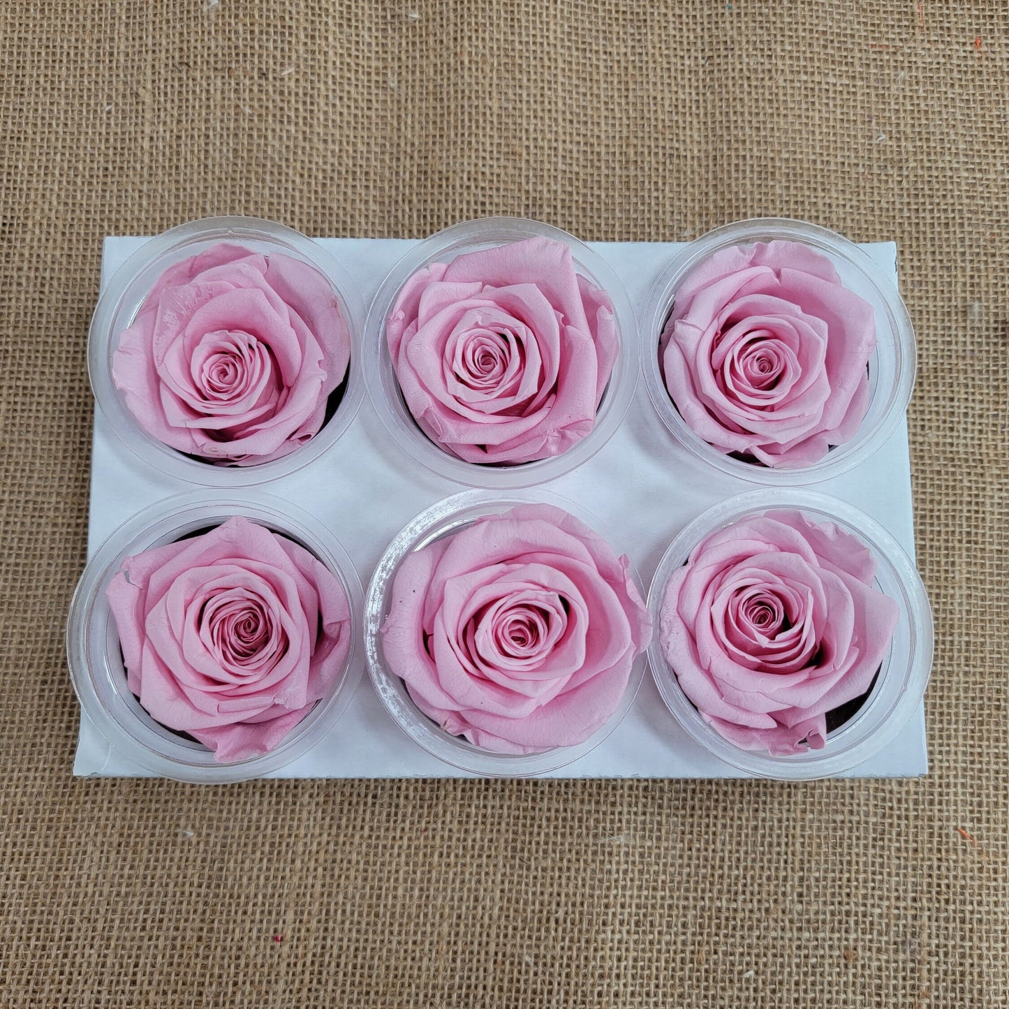 6 Light Pink Preserved Roses: DIY Floral Arrangements