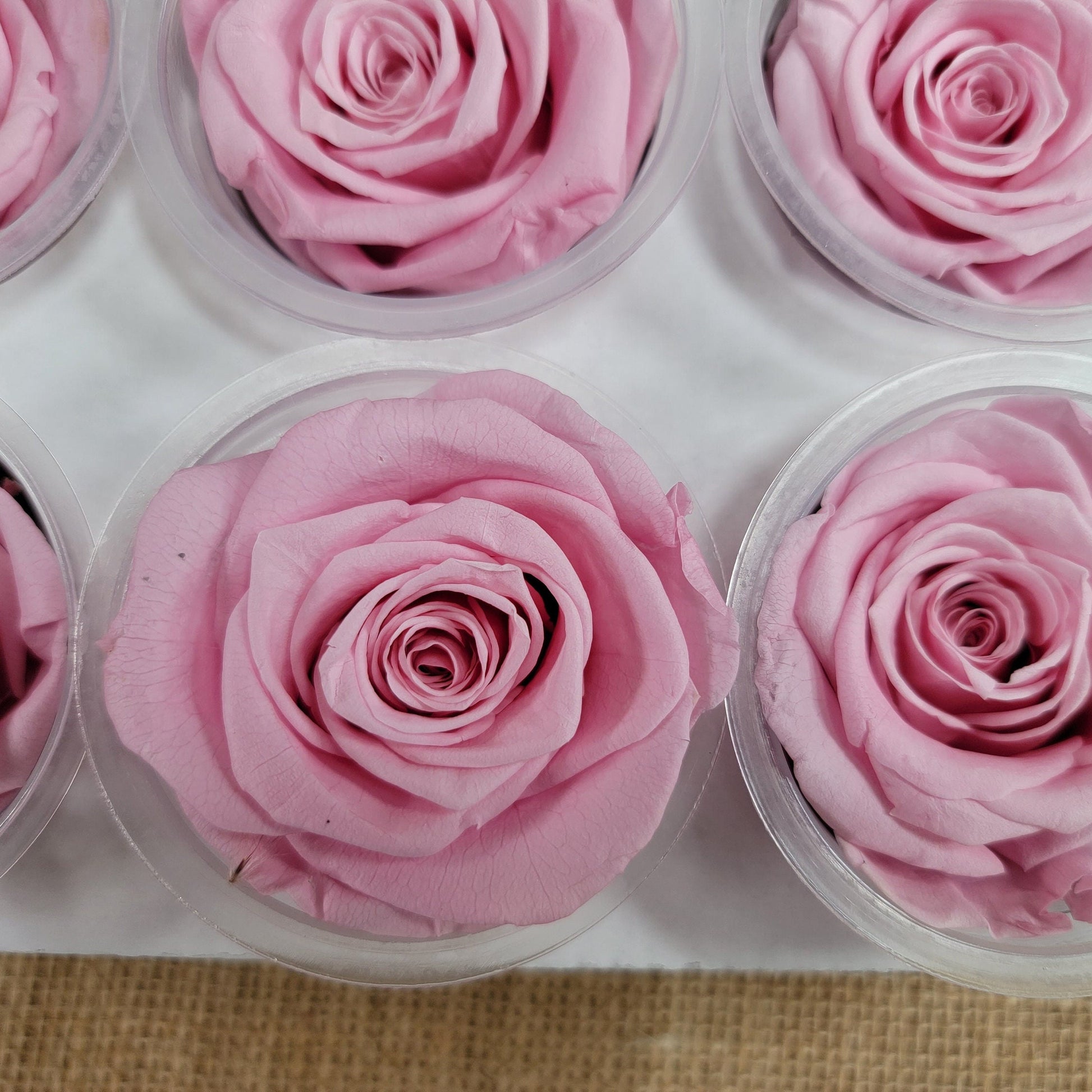 6 Light Pink Preserved Roses: DIY Floral Arrangements