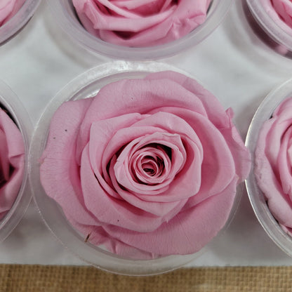 6 Light Pink Preserved Roses: DIY Floral Arrangements