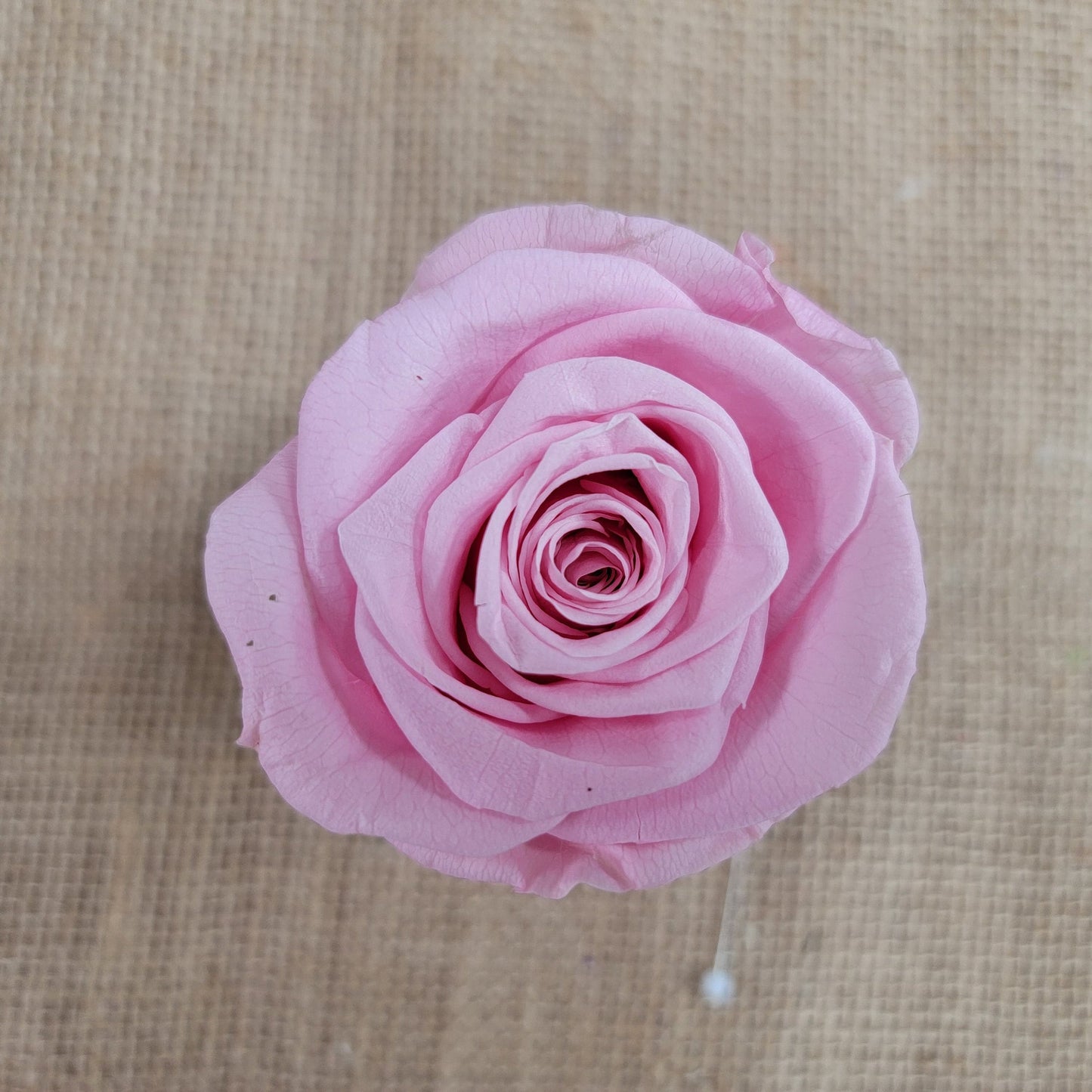 6 Light Pink Preserved Roses: DIY Floral Arrangements