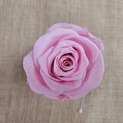 6 Light Pink Preserved Roses: DIY Floral Arrangements