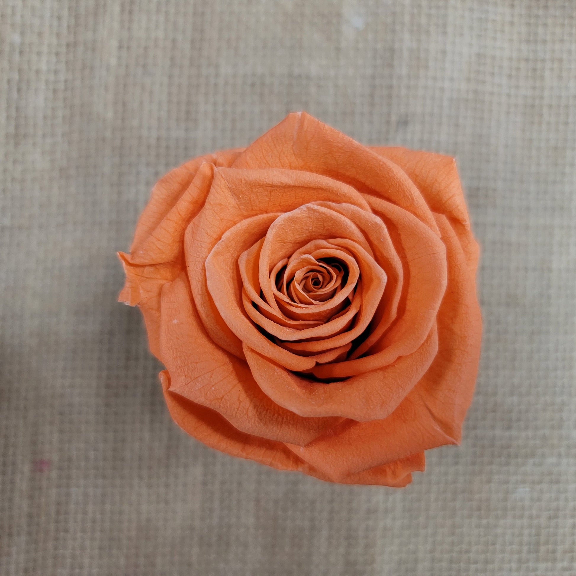 6 Orange Preserved Roses: DIY Floral Arrangements