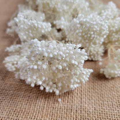 White Preserved rice flower, flowers for bouquets, wedding flowers, filler, dried flowers arrangements, Wedding decor, 19"-20"tall,
