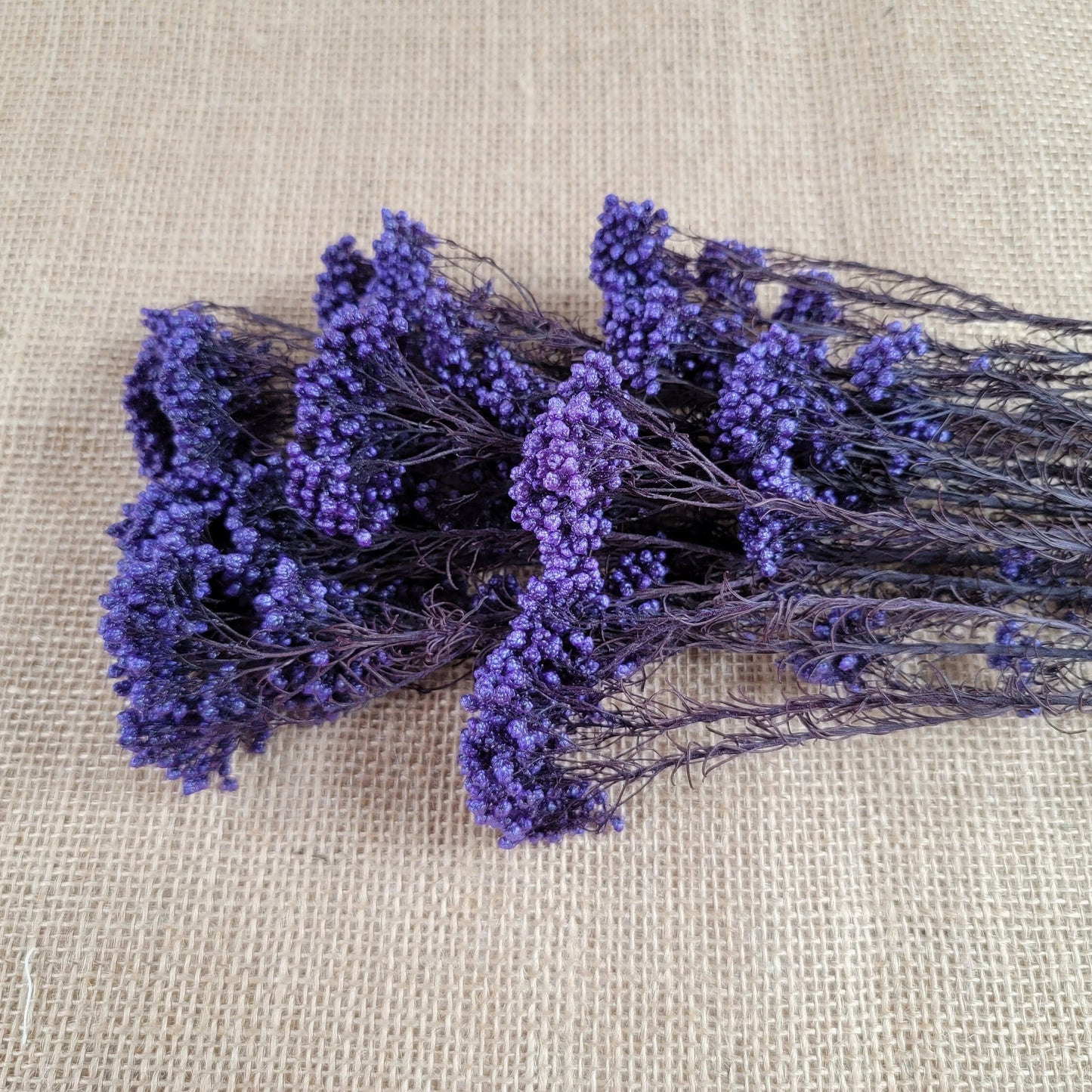 Purple Preserved Rice Flower: Dried Floral Arrangement Filler