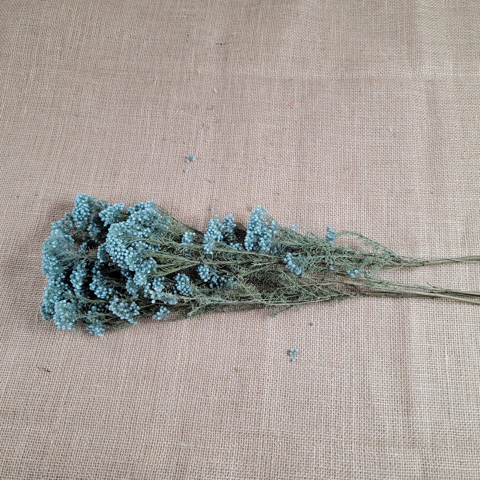 Light Blue Preserved Rice Flower, Wedding Bouquet Filler (19-20" Tall)