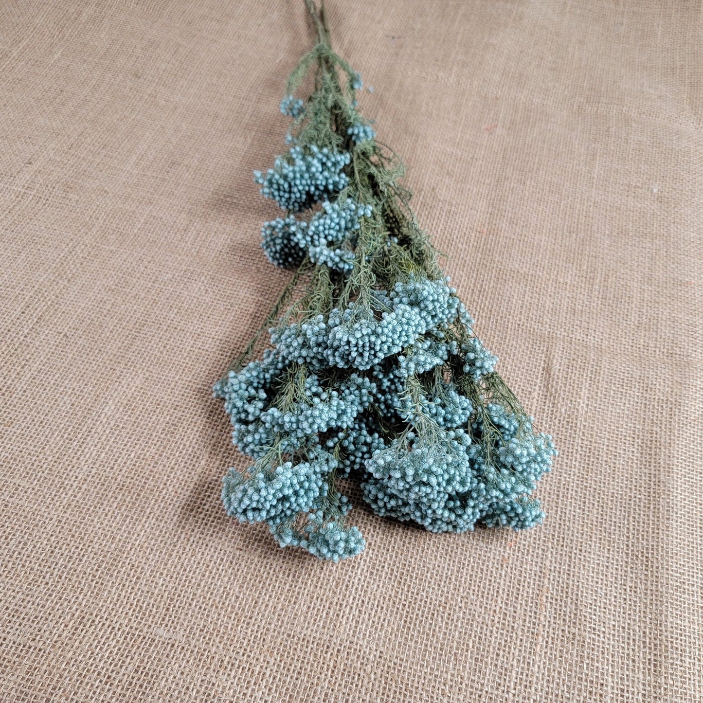 Light Blue Preserved Rice Flower, Wedding Bouquet Filler (19-20" Tall)