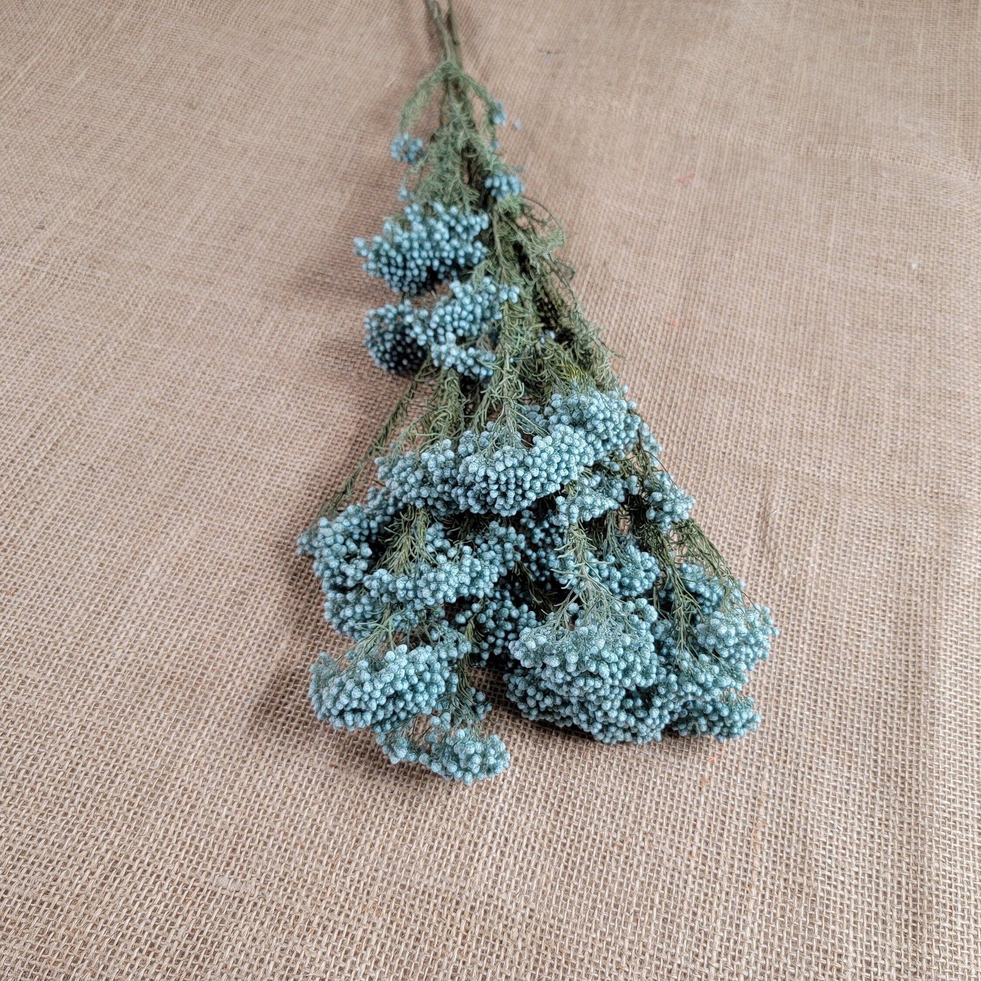 Light Blue Preserved Rice Flower, Wedding Bouquet Filler (19-20" Tall)