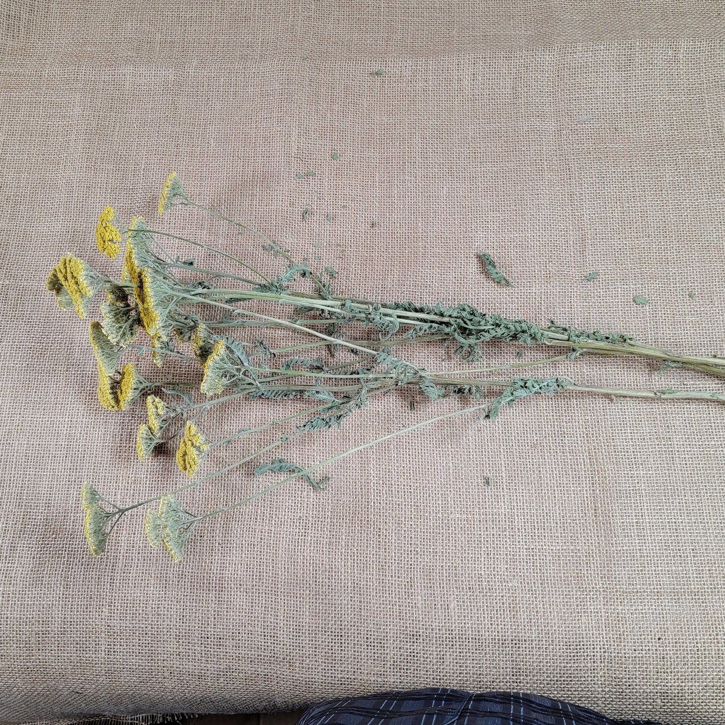 Dried Yellow Yarrow Bunch, Natural Floral Arrangement, Home Decor, 10 Stems