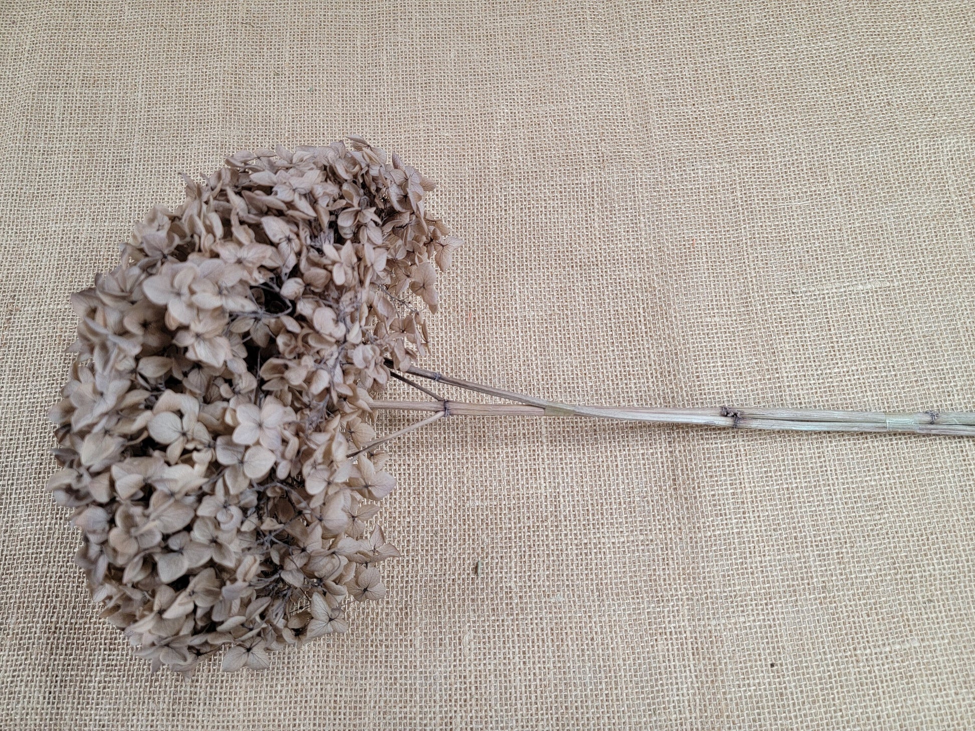 Coffee Infused Preserved Hydrangea: Real Dried Wedding Flowers