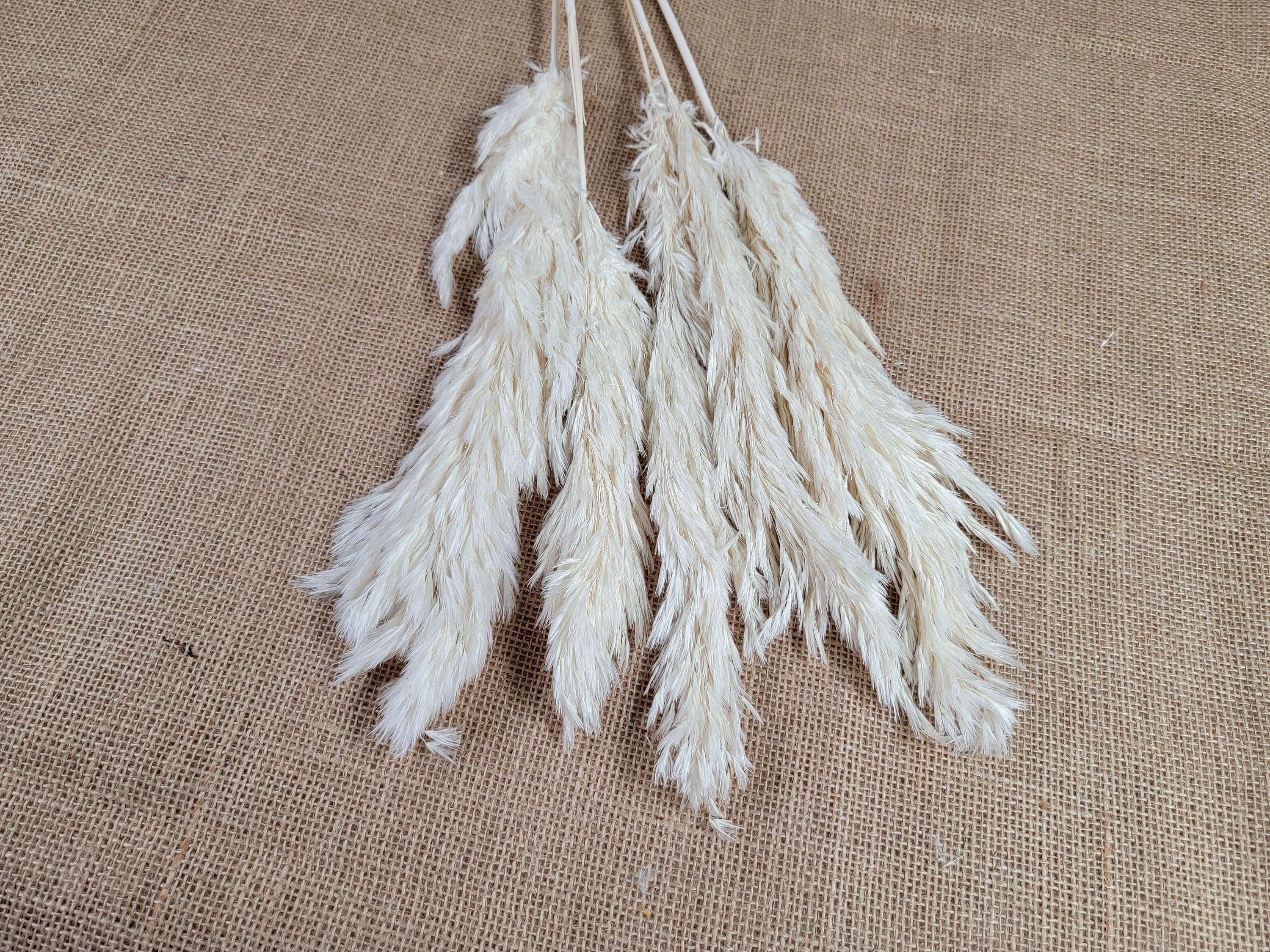 Dried Pampas Grass Bundle: Home Wedding Flower Arrangement