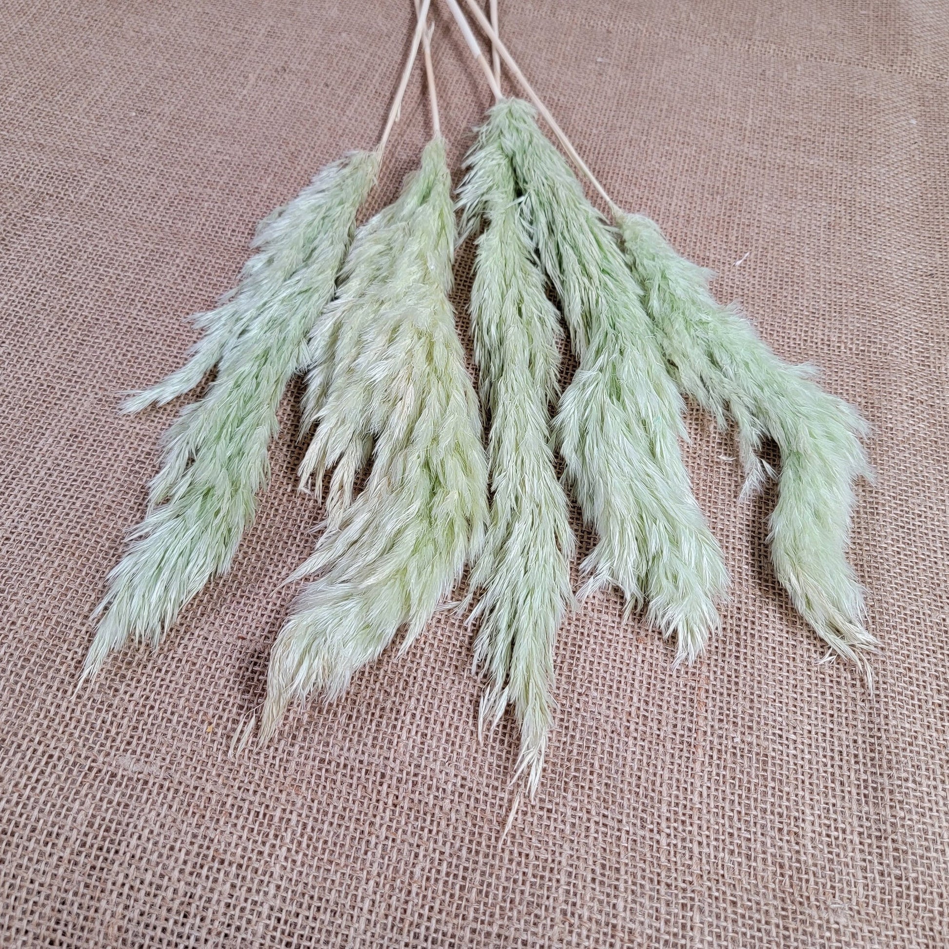 Dried Pampas Grass Bundle: Home Wedding Flower Arrangement