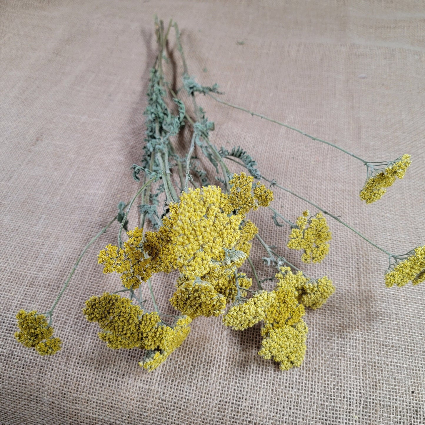 Dried Yellow Yarrow Bunch, Natural Floral Arrangement, Home Decor, 10 Stems