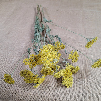 Dried Yellow Yarrow Bunch, Natural Floral Arrangement, Home Decor, 10 Stems
