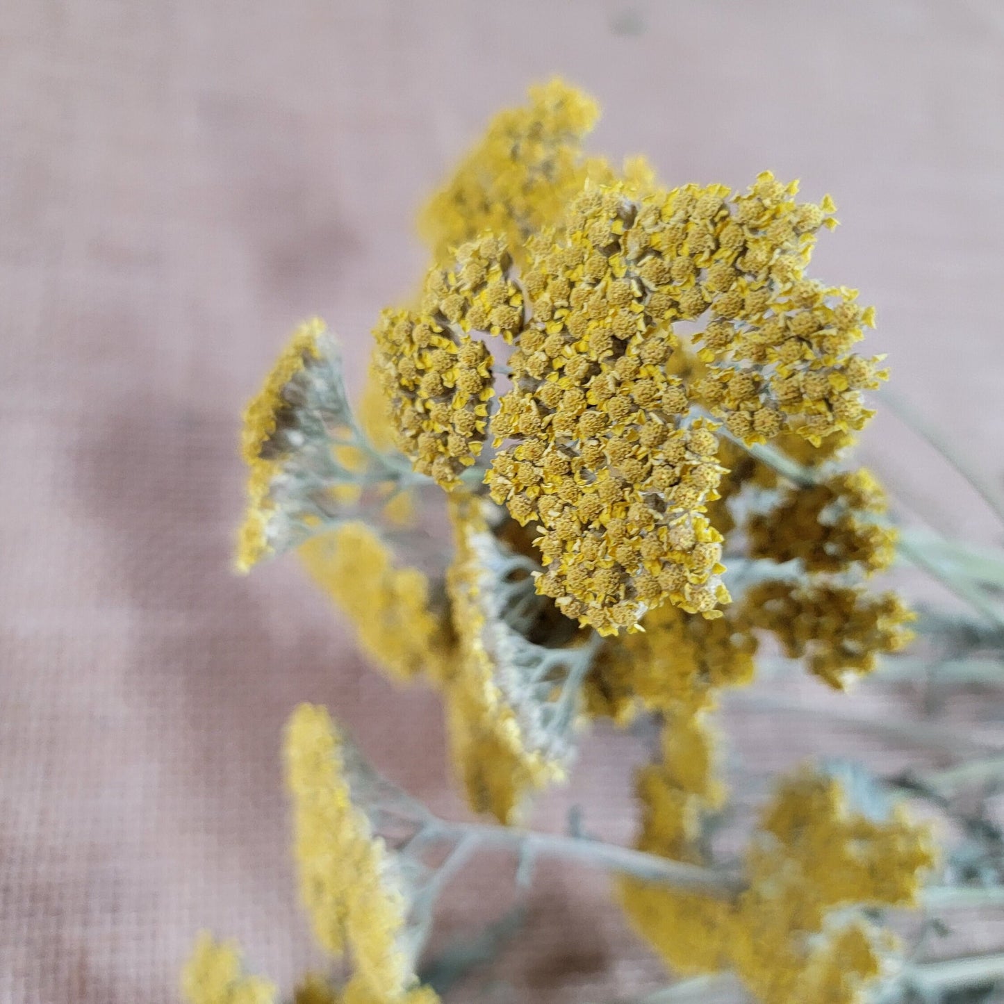 Dried Yellow Yarrow Bunch, Natural Floral Arrangement, Home Decor, 10 Stems