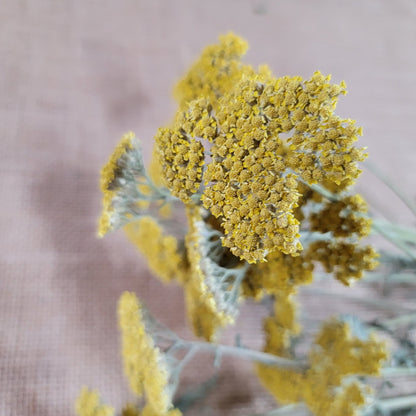 Dried Yellow Yarrow Bunch, Natural Floral Arrangement, Home Decor, 10 Stems
