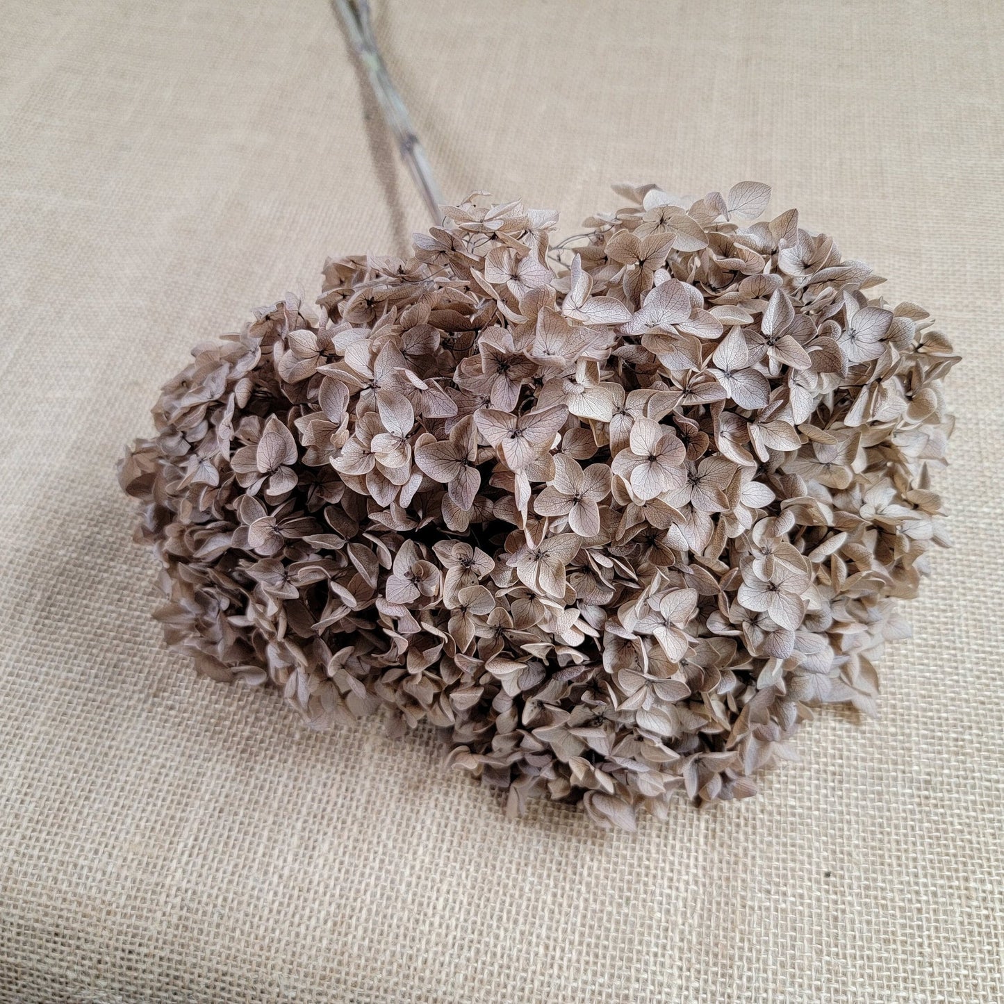 Coffee Infused Preserved Hydrangea: Real Dried Wedding Flowers