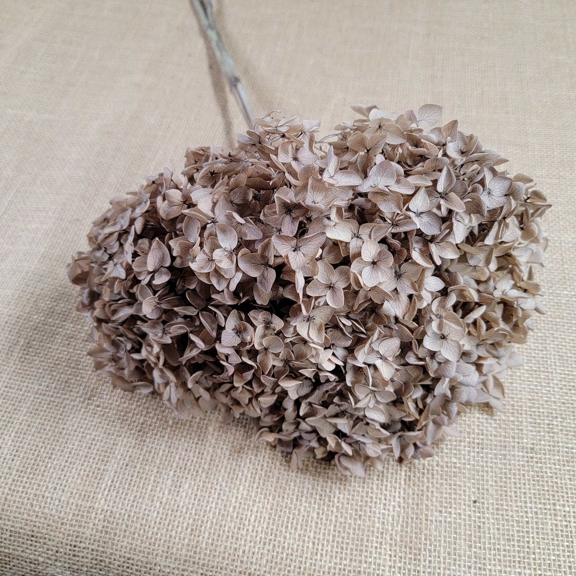 Coffee Infused Preserved Hydrangea: Real Dried Wedding Flowers