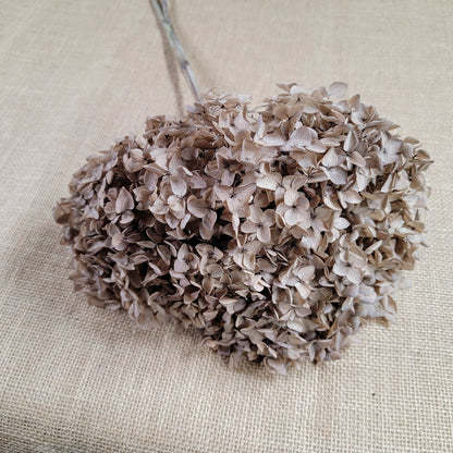 Coffee Infused Preserved Hydrangea: Real Dried Wedding Flowers
