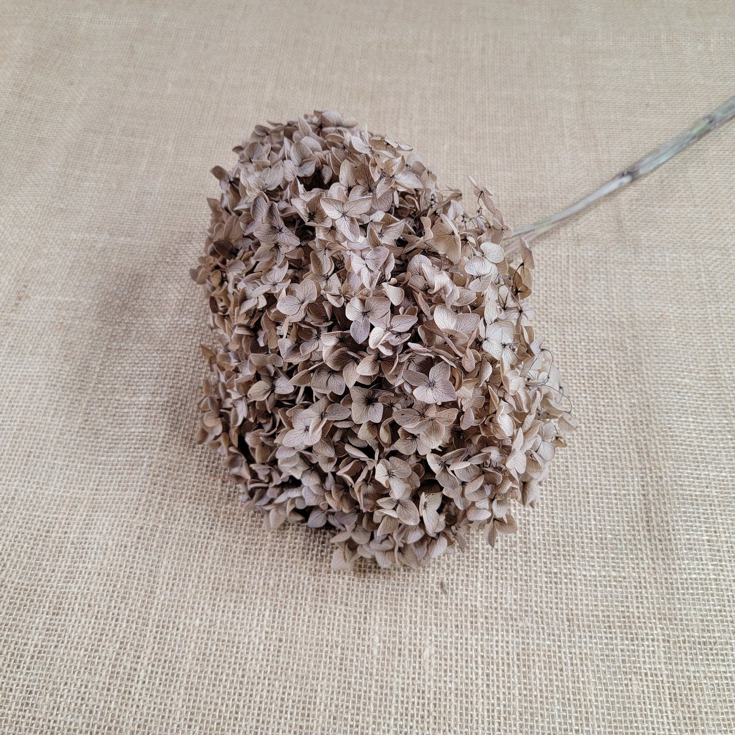 Coffee Infused Preserved Hydrangea: Real Dried Wedding Flowers