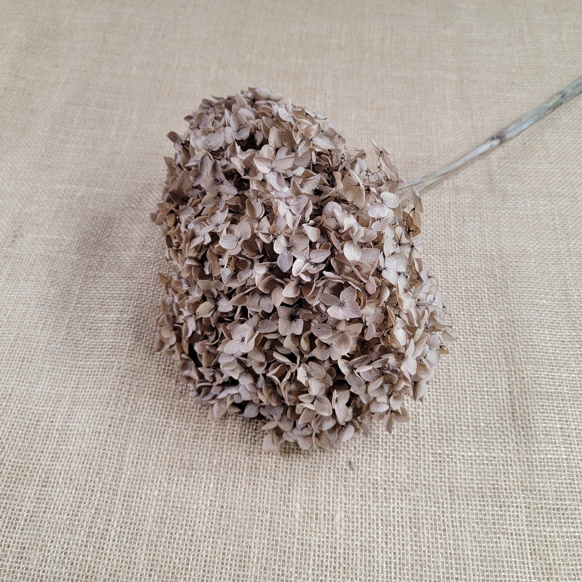 Coffee Infused Preserved Hydrangea: Real Dried Wedding Flowers
